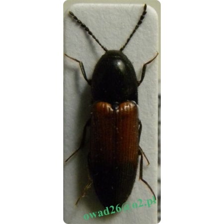 Ampedus balteatus (Linnaeus, 1758) Sprężyk sosnowy